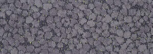 Waitakere Stone 201